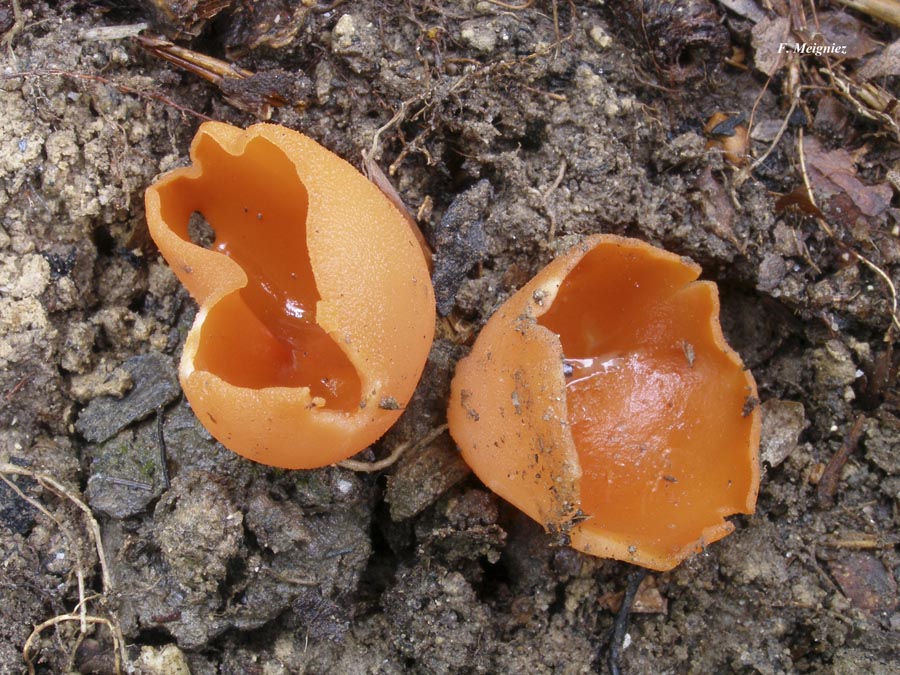 Aleuria aurantia